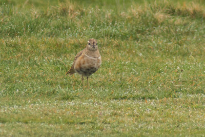 Dotterel (Charadrius morinellus)