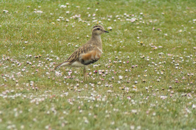 Dotterel (Charadrius morinellus)