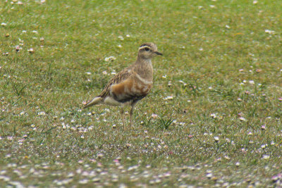 Dotterel (Charadrius morinellus)