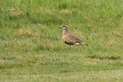 Dotterel (Charadrius morinellus)