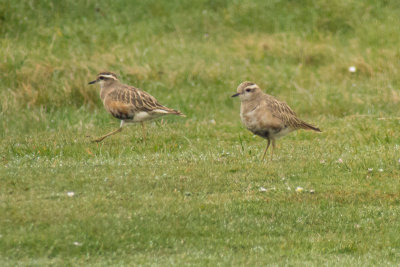 Dotterel (Charadrius morinellus)