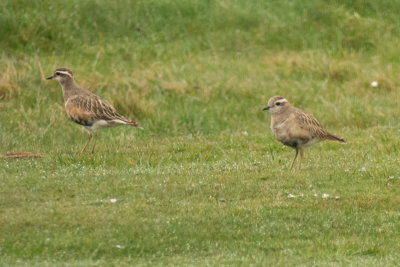 Dotterel (Charadrius morinellus)