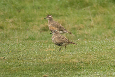 Dotterel (Charadrius morinellus)