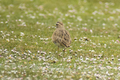 Dotterel (Charadrius morinellus)