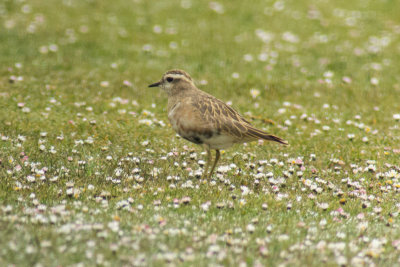 Dotterel (Charadrius morinellus)