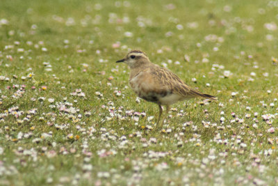 Dotterel (Charadrius morinellus)