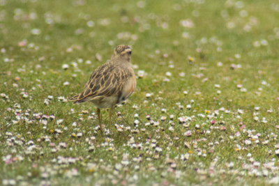 Dotterel (Charadrius morinellus)