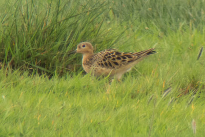 Buff-breasted Sandpiper (Tryngites subruficollis)