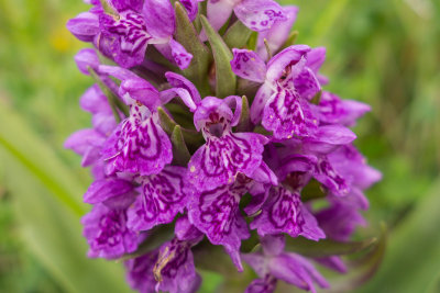 Dactylorhiza x formosa