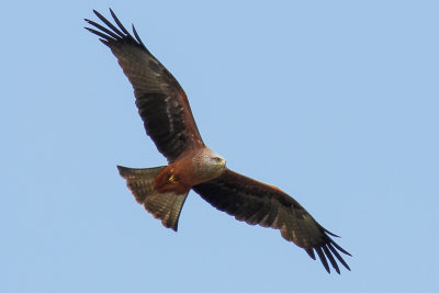 Black Kite (Milvus migrans)