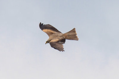 Black Kite (Milvus migrans)