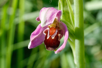 Bee Orchid (Ophrys apifera)
