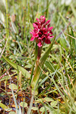 Early Marsh Orchid (Dactylorhiza incarnata coccinea)