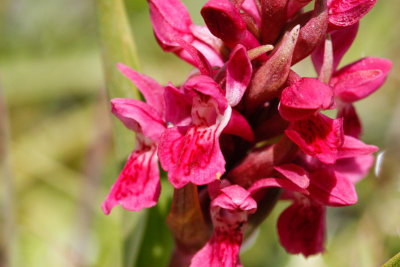 Early Marsh Orchid (Dactylorhiza incarnata coccinea)