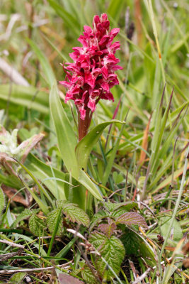Early Marsh Orchid (Dactylorhiza incarnata coccinea)
