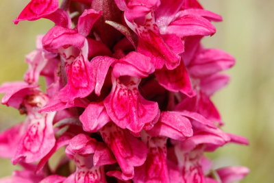 Early Marsh Orchid (Dactylorhiza incarnata coccinea)