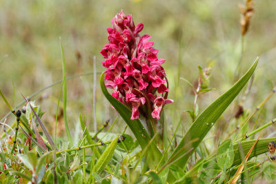 Early Marsh Orchid (Dactylorhiza incarnata coccinea)