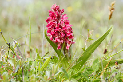 Early Marsh Orchid (Dactylorhiza incarnata coccinea)