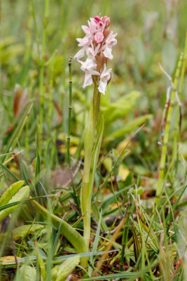 Early Marsh Orchid (Dactylorhiza incarnata incarnata)