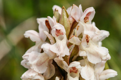 Early Marsh Orchid (Dactylorhiza incarnata incarnata)