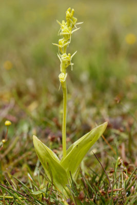 Fen Orchid (Liparis loeselii ovata)