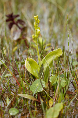 Fen Orchid (Liparis loeselii ovata)