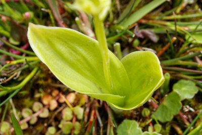 Fen Orchid (Liparis loeselii ovata)