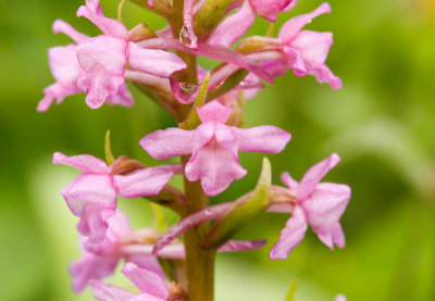 Heath Fragrant Orchid (Gymnadenia borealis)