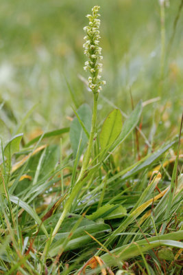 Small White Orchid (Pseudorchis albida)