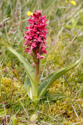 Early Marsh Orchid (Dactylorhiza incarnata coccinea)