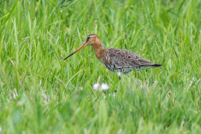 Black-tailed Godwit (Limosa limosa limosa)