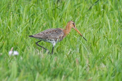 Black-tailed Godwit (Limosa limosa limosa)