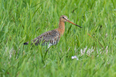 Black-tailed Godwit (Limosa limosa limosa)