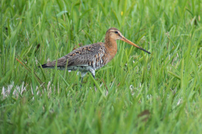 Black-tailed Godwit (Limosa limosa limosa)