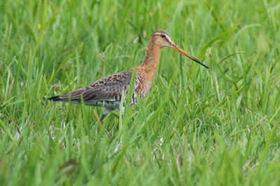 Black-tailed Godwit (Limosa limosa limosa)