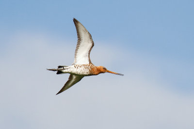 Black-tailed Godwit (Limosa limosa limosa)