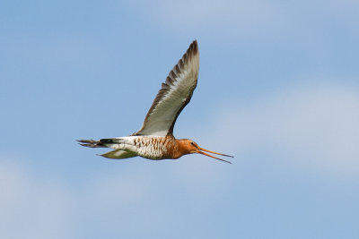 Black-tailed Godwit (Limosa limosa limosa)