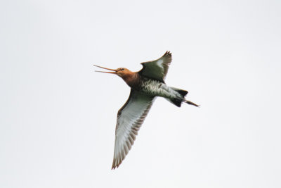 Black-tailed Godwit (Limosa limosa limosa)