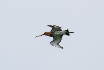 Black-tailed Godwit (Limosa limosa limosa)