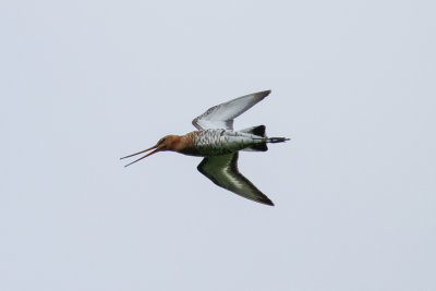 Black-tailed Godwit (Limosa limosa limosa)