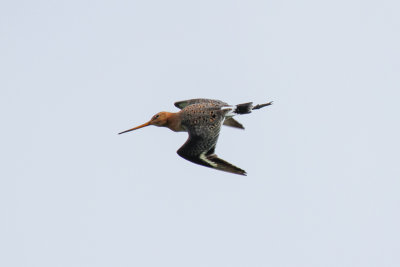 Black-tailed Godwit (Limosa limosa limosa)