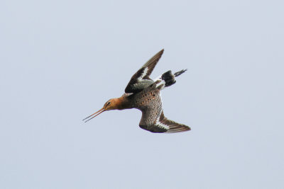 Black-tailed Godwit (Limosa limosa limosa)