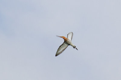 Black-tailed Godwit (Limosa limosa limosa)