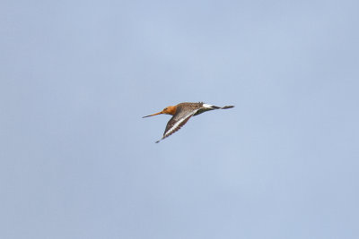 Black-tailed Godwit (Limosa limosa limosa)