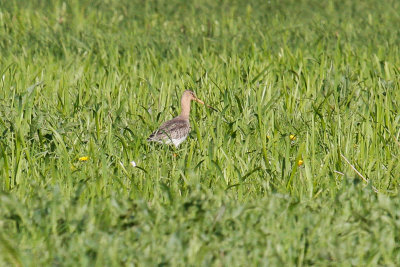 Black-tailed Godwit (Limosa limosa limosa)