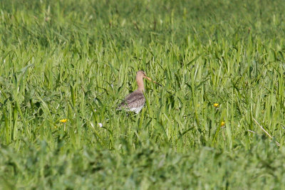 Black-tailed Godwit (Limosa limosa limosa)