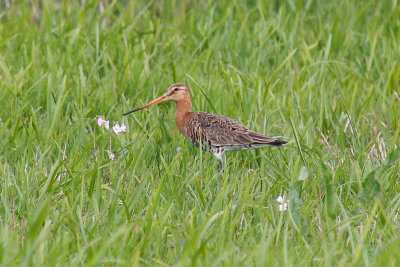 Black-tailed Godwit (Limosa limosa limosa)