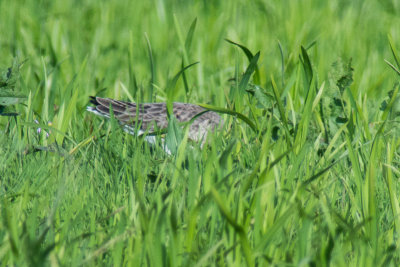 Black-tailed Godwit (Limosa limosa limosa)