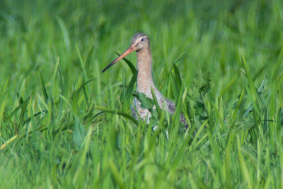 Black-tailed Godwit (Limosa limosa limosa)