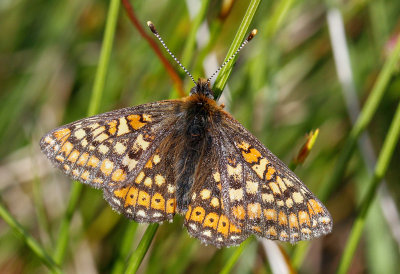 Marsh Fritillary (Euphydryas aurinia aurinia) 